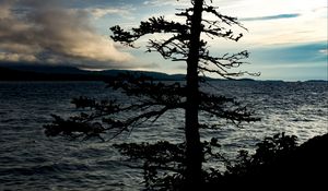 Preview wallpaper tree, silhouette, sea, shore, dark