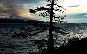 Preview wallpaper tree, silhouette, sea, shore, dark