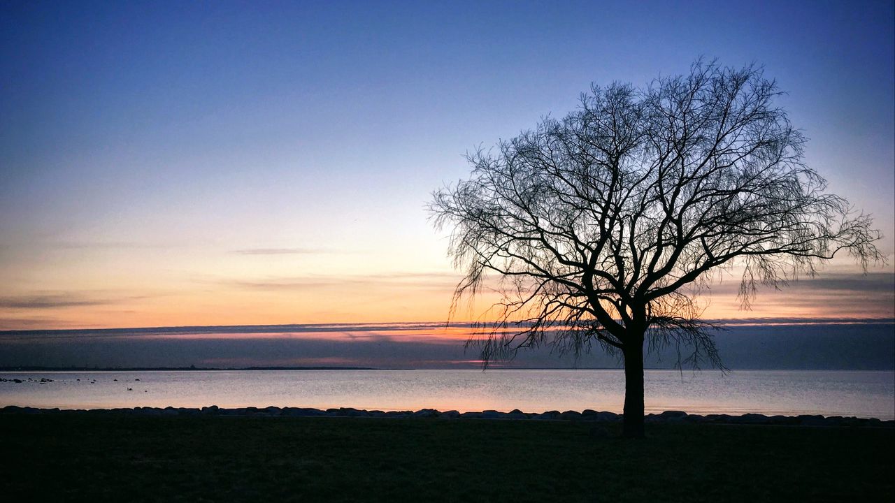 Wallpaper tree, silhouette, shore, sea, evening