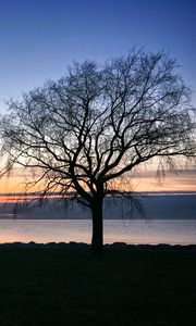 Preview wallpaper tree, silhouette, shore, sea, evening