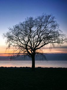 Preview wallpaper tree, silhouette, shore, sea, evening