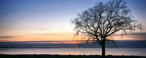 Preview wallpaper tree, silhouette, shore, sea, evening