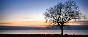 Preview wallpaper tree, silhouette, shore, sea, evening