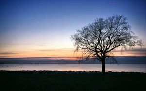 Preview wallpaper tree, silhouette, shore, sea, evening