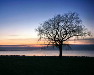 Preview wallpaper tree, silhouette, shore, sea, evening