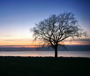 Preview wallpaper tree, silhouette, shore, sea, evening
