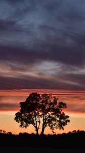 Preview wallpaper tree, silhouette, sky, evening, dark