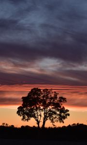 Preview wallpaper tree, silhouette, sky, evening, dark