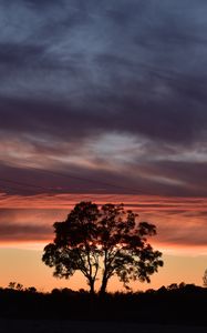 Preview wallpaper tree, silhouette, sky, evening, dark