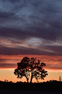 Preview wallpaper tree, silhouette, sky, evening, dark