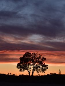 Preview wallpaper tree, silhouette, sky, evening, dark