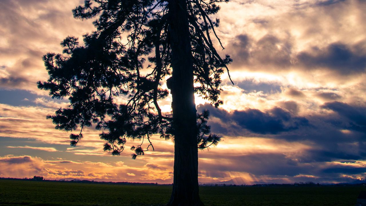 Wallpaper tree, silhouette, sky, clouds, dark