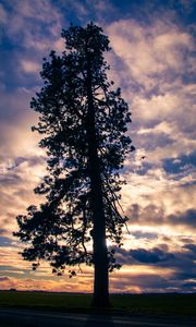 Preview wallpaper tree, silhouette, sky, clouds, dark