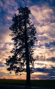 Preview wallpaper tree, silhouette, sky, clouds, dark