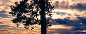 Preview wallpaper tree, silhouette, sky, clouds, dark