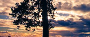 Preview wallpaper tree, silhouette, sky, clouds, dark