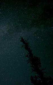 Preview wallpaper tree, silhouette, sky, stars, dark