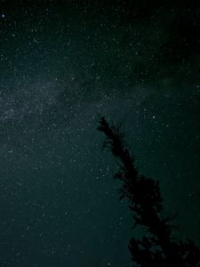 Preview wallpaper tree, silhouette, sky, stars, dark