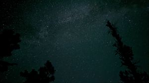 Preview wallpaper tree, silhouette, sky, stars, dark