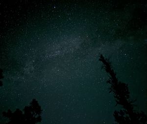 Preview wallpaper tree, silhouette, sky, stars, dark