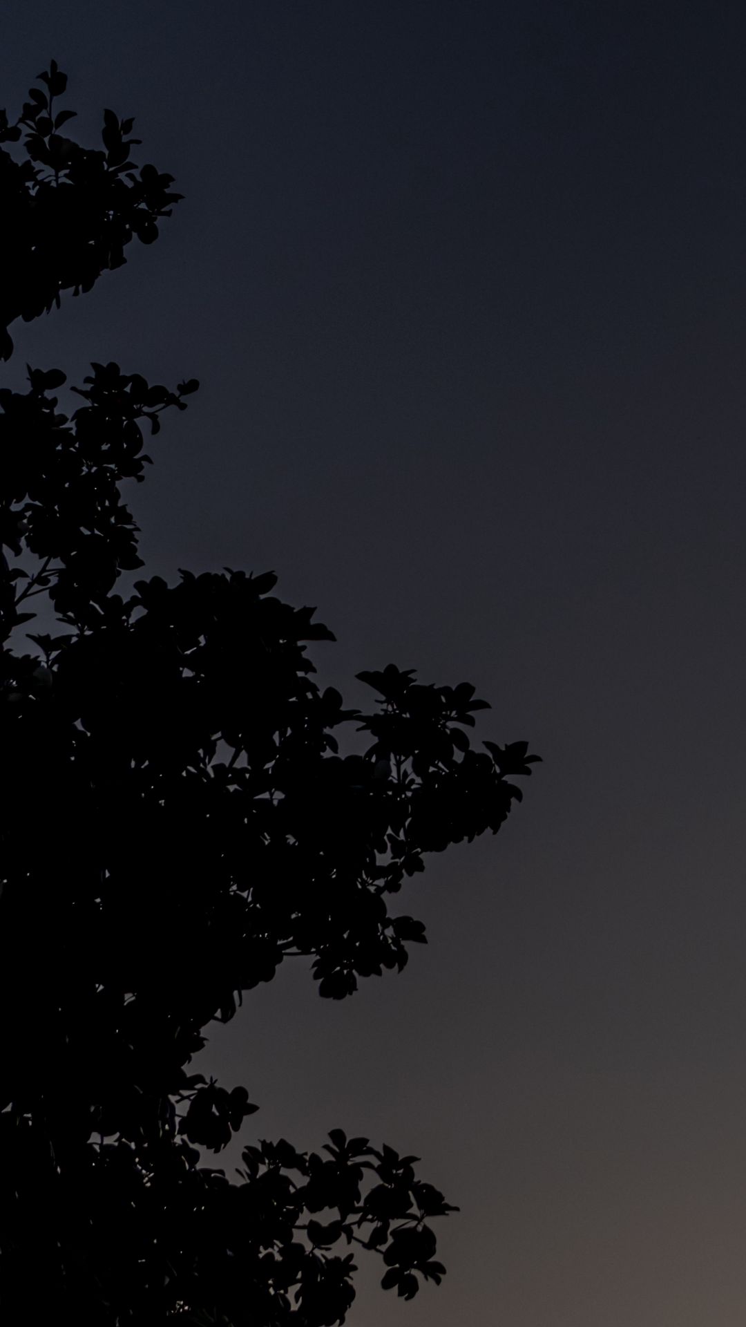 1080x1920 Wallpaper tree, silhouette, sky, night, dark