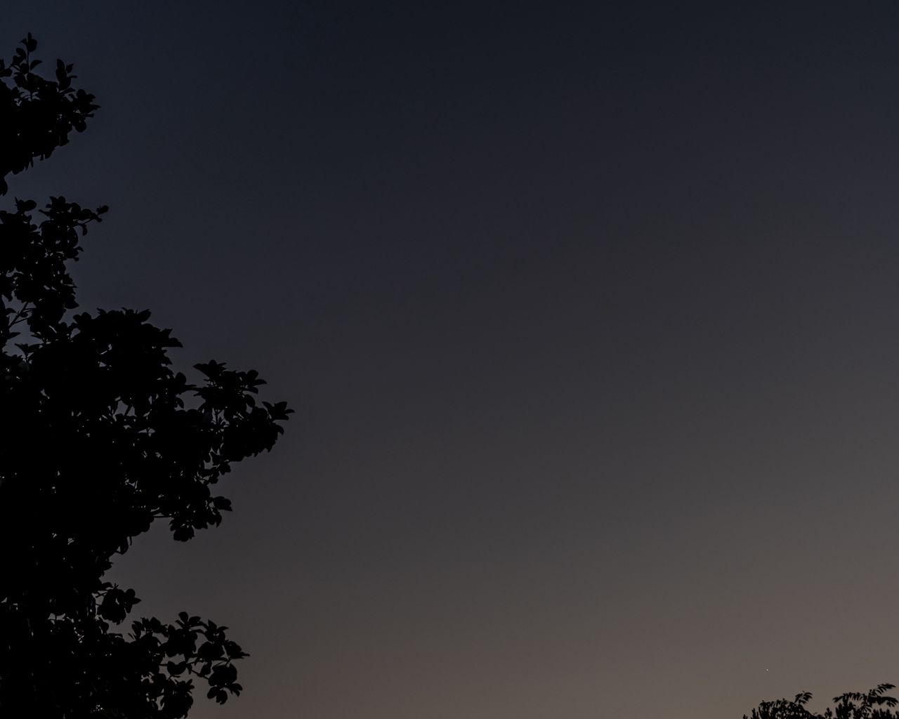 1280x1024 Wallpaper tree, silhouette, sky, night, dark