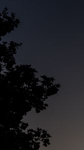Preview wallpaper tree, silhouette, sky, night, dark