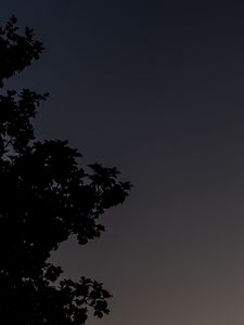 Preview wallpaper tree, silhouette, sky, night, dark