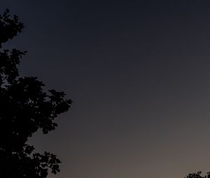 Preview wallpaper tree, silhouette, sky, night, dark