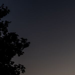 Preview wallpaper tree, silhouette, sky, night, dark