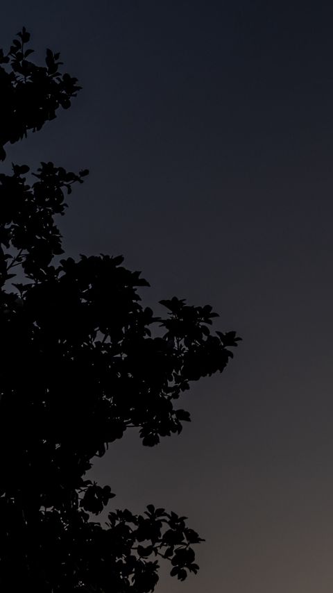 480x854 Wallpaper tree, silhouette, sky, night, dark