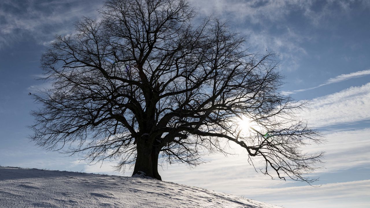 Wallpaper tree, silhouette, snow, winter, landscape