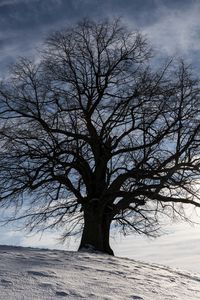 Preview wallpaper tree, silhouette, snow, winter, landscape
