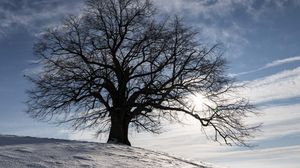 Preview wallpaper tree, silhouette, snow, winter, landscape