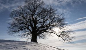 Preview wallpaper tree, silhouette, snow, winter, landscape