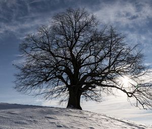 Preview wallpaper tree, silhouette, snow, winter, landscape