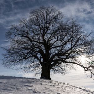 Preview wallpaper tree, silhouette, snow, winter, landscape