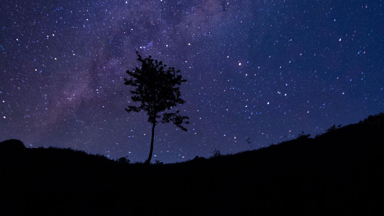 Wallpaper tree, silhouette, starry sky, stars