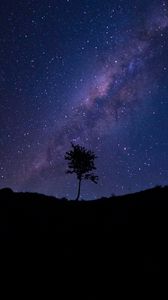 Preview wallpaper tree, silhouette, starry sky, stars