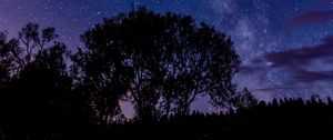 Preview wallpaper tree, silhouette, starry sky, night, dark