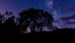 Preview wallpaper tree, silhouette, starry sky, night, dark