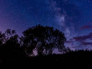 Preview wallpaper tree, silhouette, starry sky, night, dark
