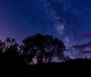 Preview wallpaper tree, silhouette, starry sky, night, dark