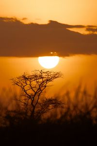 Preview wallpaper tree, silhouette, sun, sunset