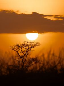 Preview wallpaper tree, silhouette, sun, sunset