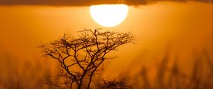 Preview wallpaper tree, silhouette, sun, sunset