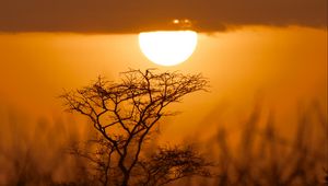Preview wallpaper tree, silhouette, sun, sunset