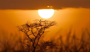 Preview wallpaper tree, silhouette, sun, sunset