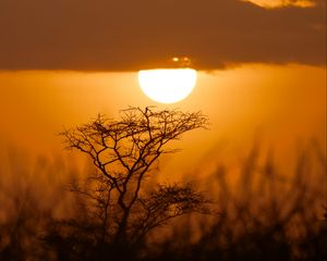 Preview wallpaper tree, silhouette, sun, sunset