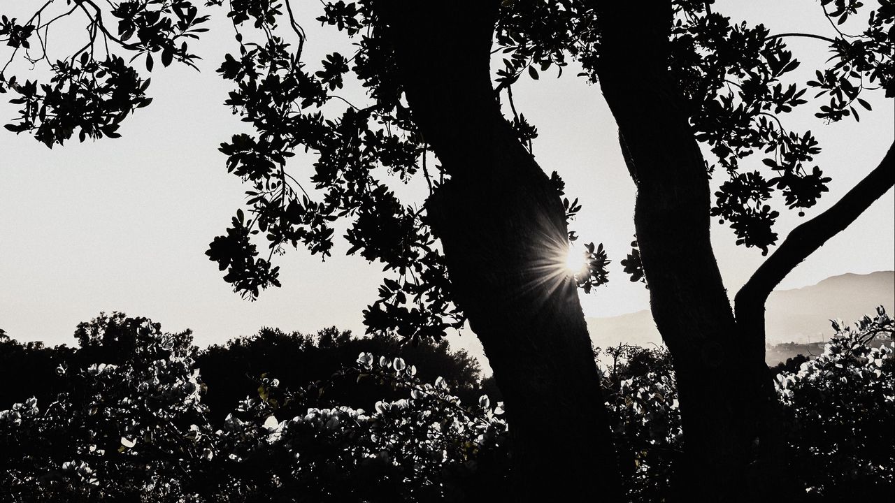 Wallpaper tree, silhouette, sun rays